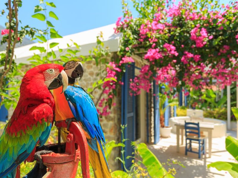 Flamingo Hotel Oludeniz 185472