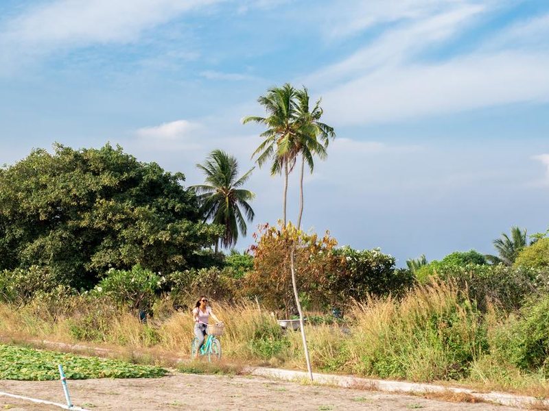 Olive Goidhoo 325296